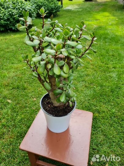 Денежное дерево (толстянка) большое, 2 штуки