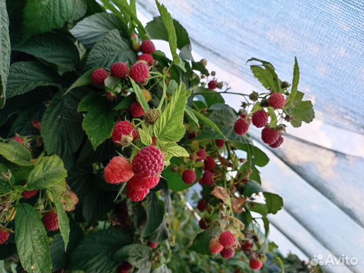 Саженцы ремонтантной малины
