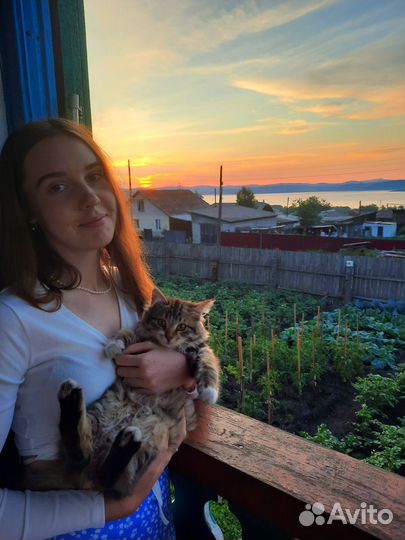 Передержка кошек, зооняня