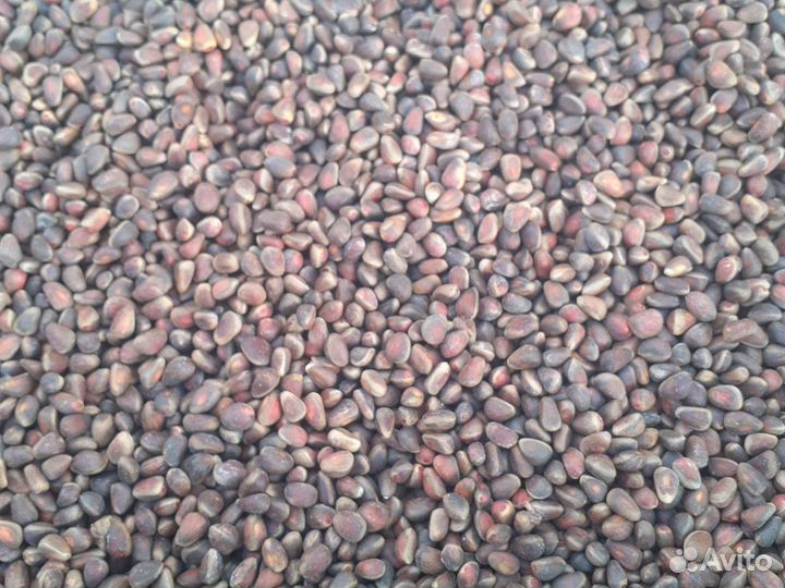 Кедровый орех мелким оптом