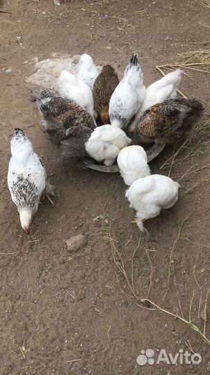 Цыплята и куры брама