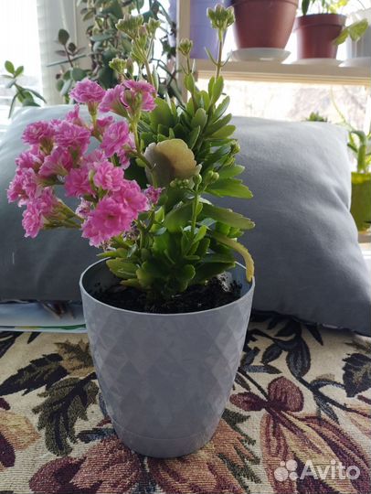 Каланхоэ декоративный розовый