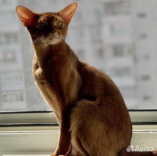 Высокопородные абиссинские котята