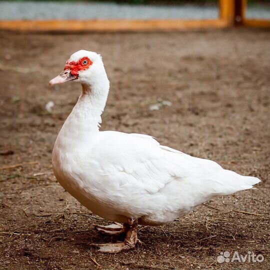Инкубационное яйцо индоутки тяжелой линии, утята