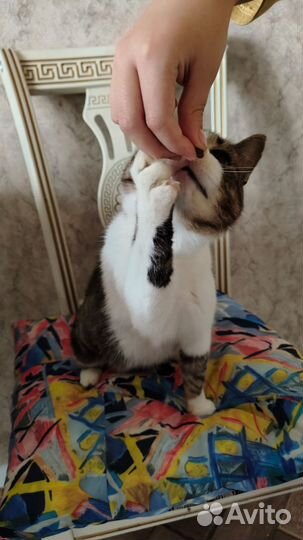 Кошка в дар