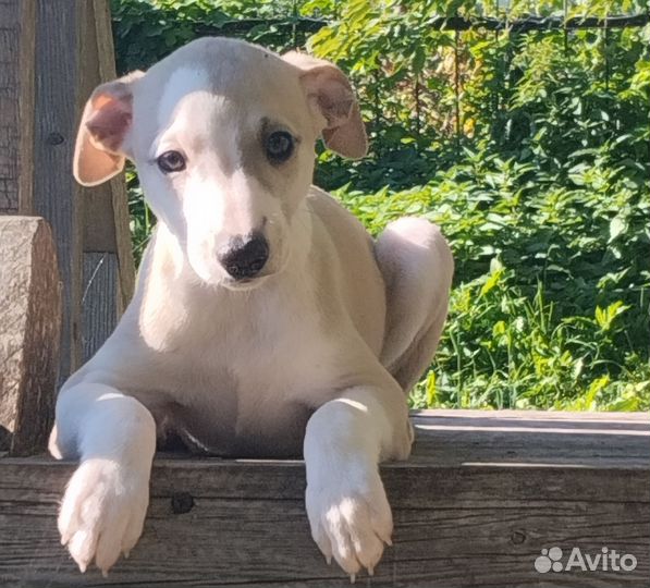 Щенки уиппета