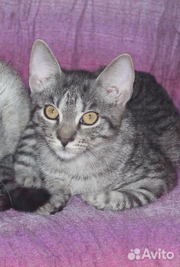 Малышка Грейси