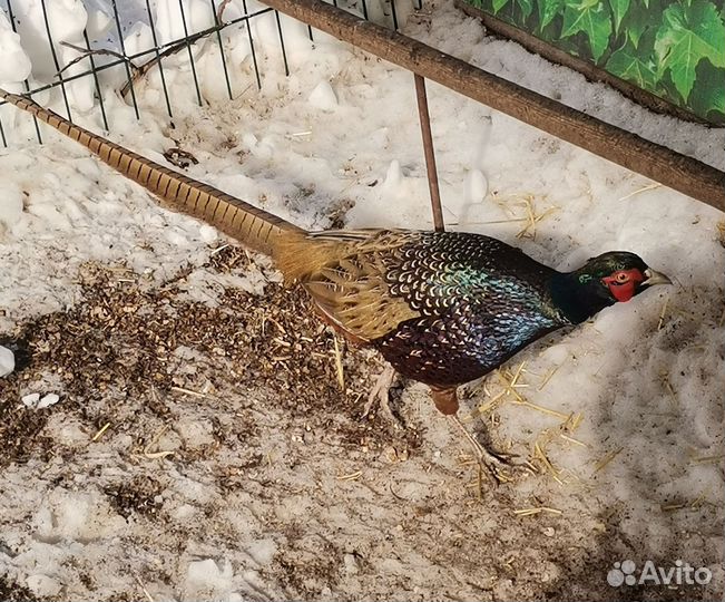 Фазан охотничий, румынский