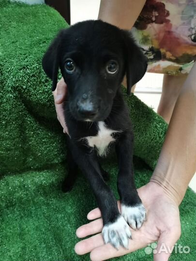 Собака щенок Забава