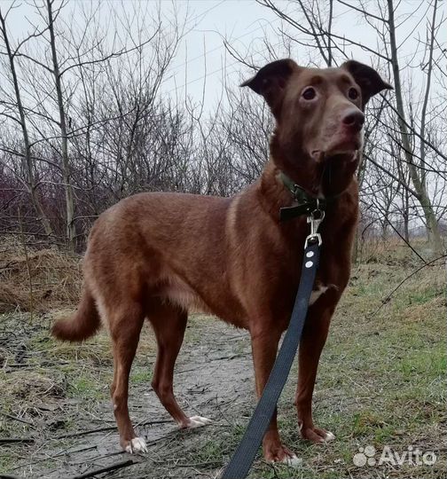 Молодая собака в хорошие руки