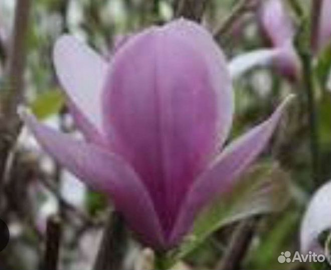 Магнолия Coastеs(котес)