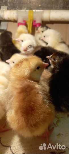 Цыплята домашние суточные и подрощенные, бройлеры