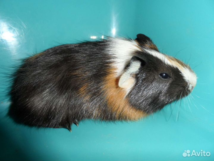 Морские свинки 1-6 месяцев