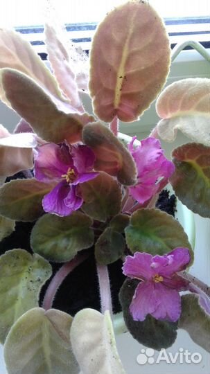 Фиалки комнатные, цвет розовый, фиолетовый