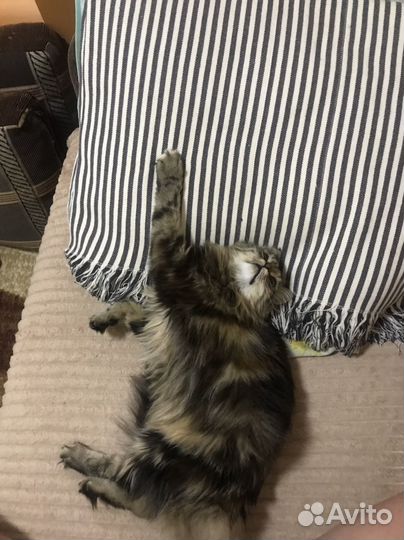 Сибирская кошка вязка