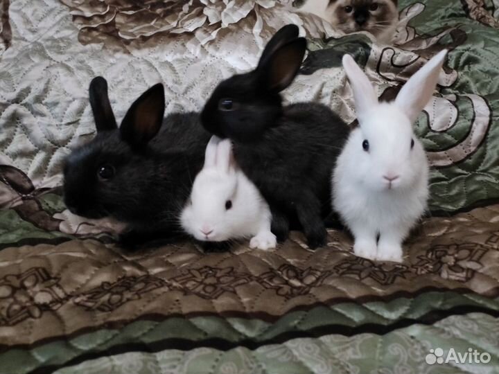 Карликовые крольчата