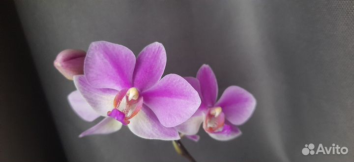 Орхидея фаленопсис хатуюки цветущая