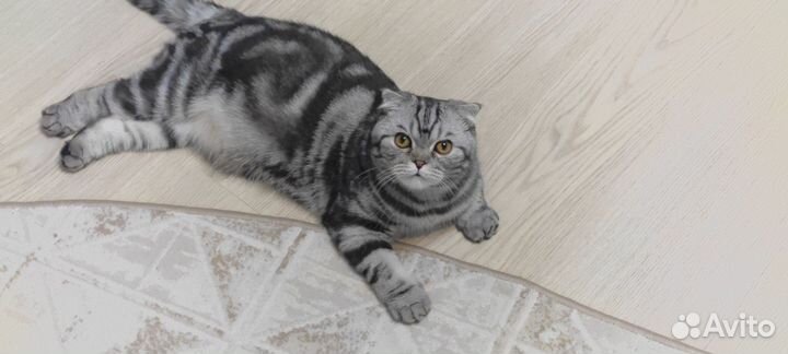 Британский кот вязка
