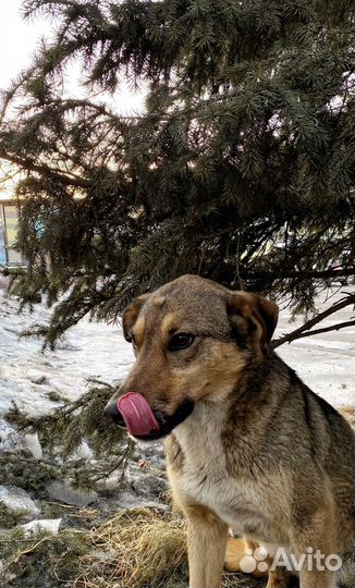 Собака в добрые руки