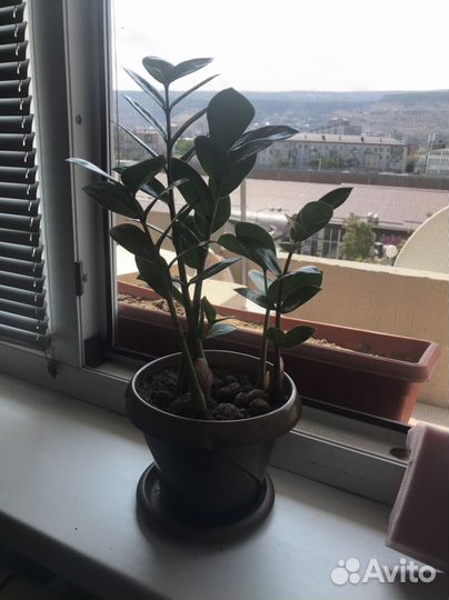 Замиокулькас