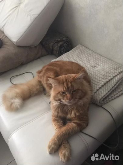 Мейн-кун вязка