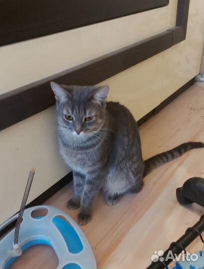 Кошечки в добрые руки