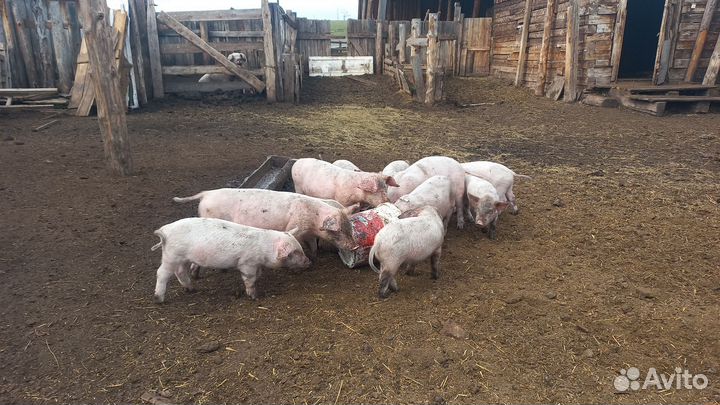 Поросята