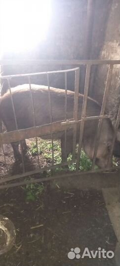 Свиноматка