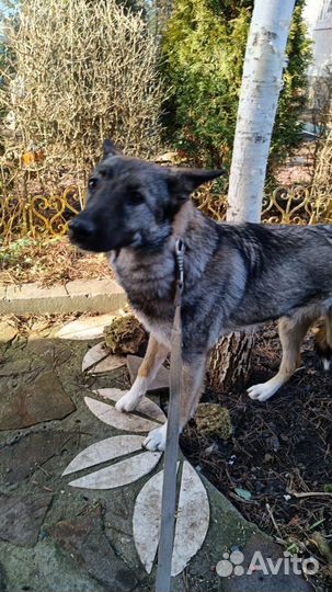 Собака Грейси ищет дом