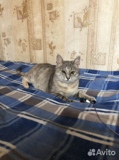 Кошка Алиса в добрые руки