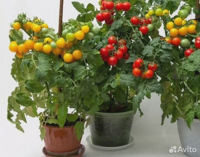 Рассада комнатных томатов, огурец «комнатный»