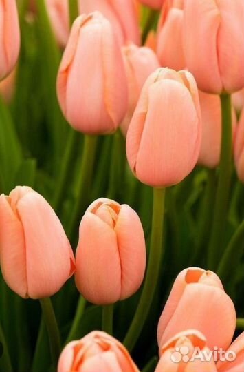 Тюльпаны опт луковица