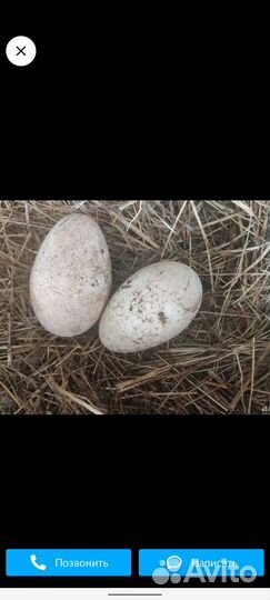 Яйцо домашнее гусиное