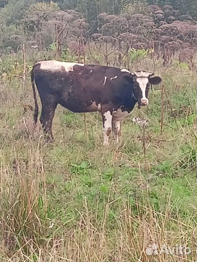 Телки обмен