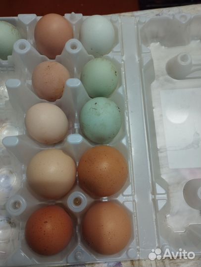 Перепелиные,куриные яйца домашние,перепёлки мясом