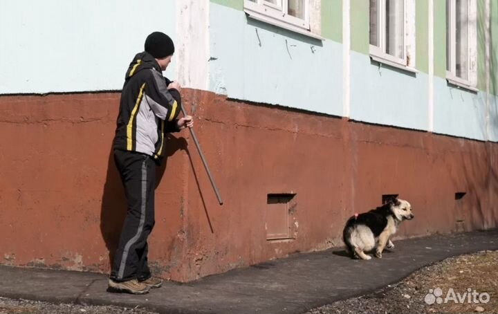 Отлов собак