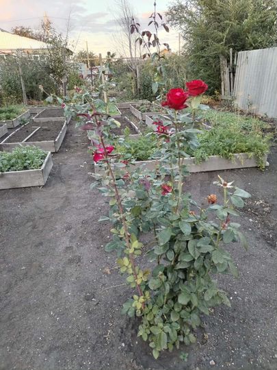 Дом 90 м² на участке 12 сот.