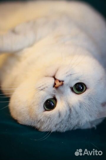 Кот британец