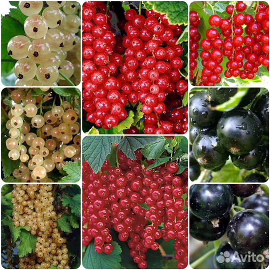 Саженцы Смородины/Крыжовника/Ежевики/Айвы/Малины