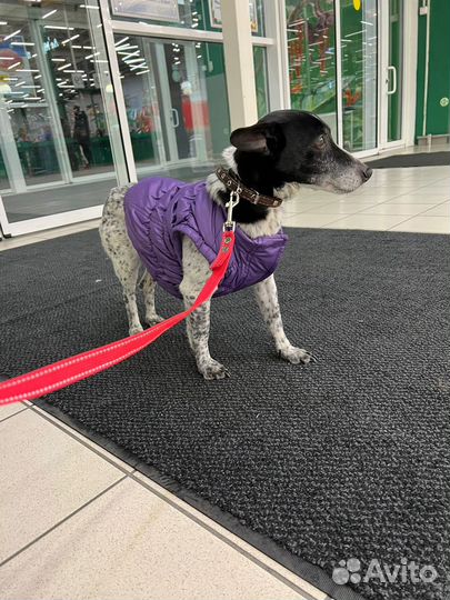 Малыш Рони год ждет своего Человека