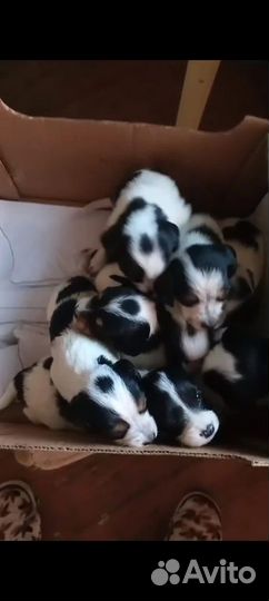 Щенки