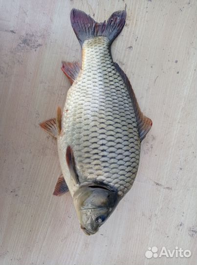 Продам рыбу карп