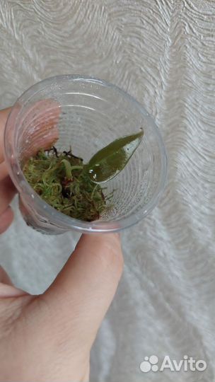 Алоказии по 200