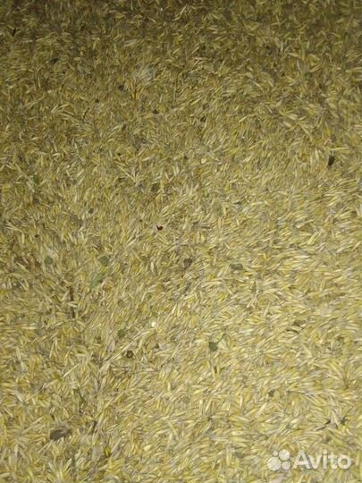 Овёс зерно 2023
