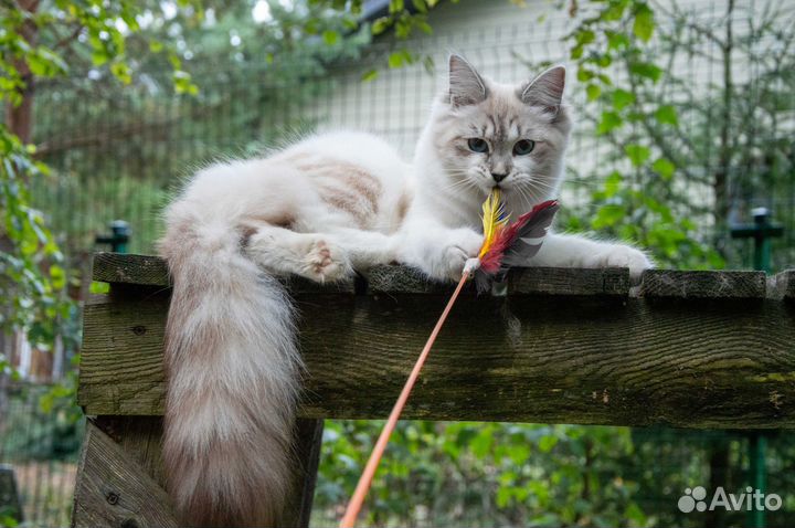 Невский маскарадный котенок девочка