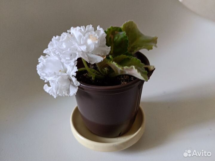 Фиалка сортовая