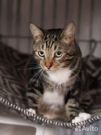 Отдам бесплатно