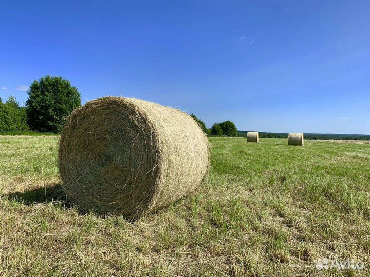 Продам сено в рулонах