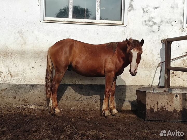 Лошадь Русский тяжеловоз