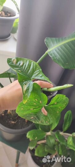 Сингониумы сортовые разные